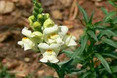 Antirrhinum majus